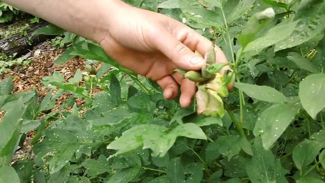 How To Deadhead Tree Peonies смотреть онлайн