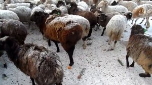 В гостях у фермера.