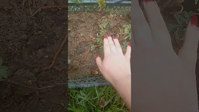 цветение дицентры в апреле 2022 смотреть онлайн