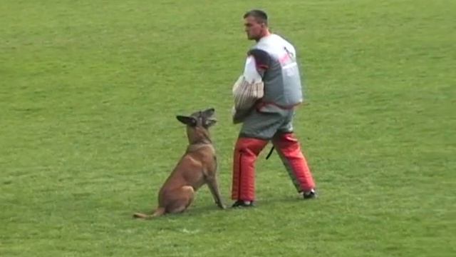 Da'Eder Von Der Brunnenstadt (FMBB 2008) Eslovenia