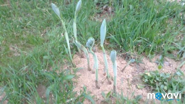 Дача. Хвойная клумба.06.05 смотреть онлайн