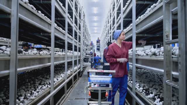 Профессиональный видеопродакшн для Воронежского шампиньона: История успеха в грибоводстве смотреть онлайн