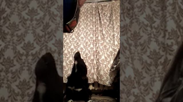 поющая собака Пес поет под гитару смотреть онлайн