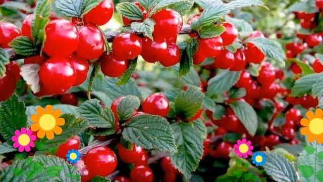 Вишня войлочная. Краткий обзор, описание характеристик, где купить саженцы, крупномеры