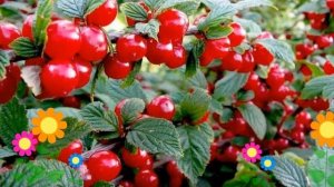 Вишня войлочная. Краткий обзор, описание характеристик, где купить саженцы, крупномеры