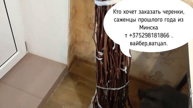 Виноград.Бесплатная раздача черенков.Проверенные сорта #технари #столовые_сорта смотреть онлайн