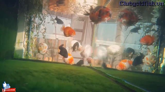 Beautiful aquarium with ocean style - Goldfish Club смотреть онлайн