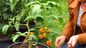 Огород .Баварский.Прививка томата на картофель.Часть 3