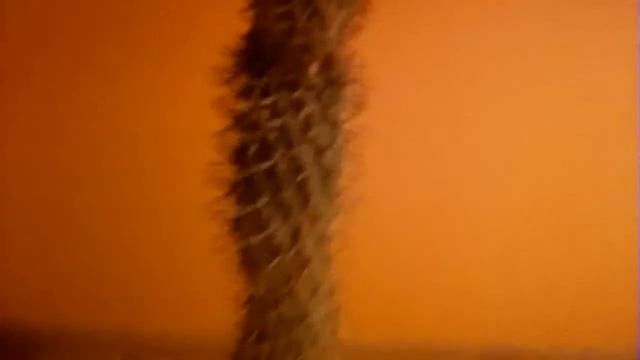 Rośliny doniczkowe : palma madagaskaru (Pachypodium lamera) смотреть онлайн