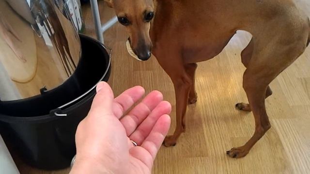 Собака целовака и пельмень. Радость для всей семьи.