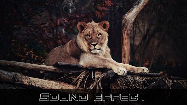 Wildlife | Lion Roar CU 47 - SFX Producer | No Copyright Lion Sound Effects смотреть онлайн