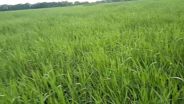 Ячмень и люцерна растет