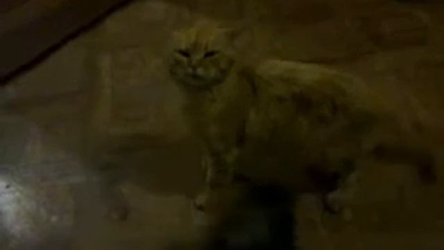 Пекинес издевается над котом смотреть онлайн