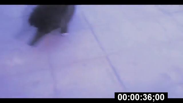 ♥♥мой пушистый щенок♥♥:D смотреть онлайн