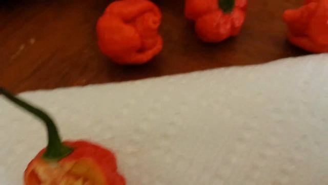 Trinidad Moruga Scorpion peppers!!! смотреть онлайн