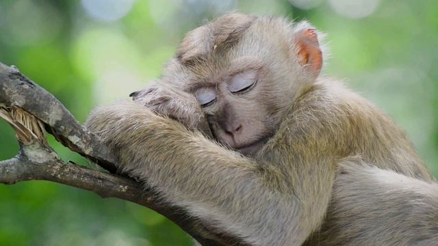 Творческий мастер-класс онлайн «Здоровый сон» смотреть онлайн