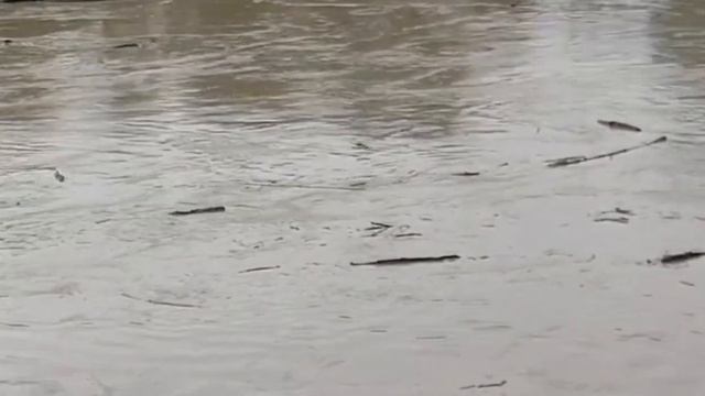 Тоскана в сентябре. Кэмпинг, море, сосны. Итальянские "Мальдивы" смотреть онлайн