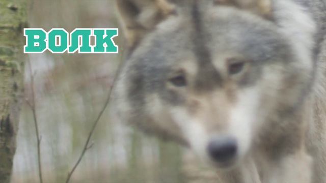 Лесные животные и обитатели леса / Какие звуки издают лесные животные и как ведут себя ? смотреть онлайн
