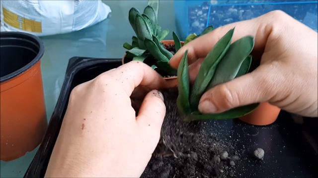 Gasteria - veja como eu estava cultivando! - Fran natura смотреть онлайн