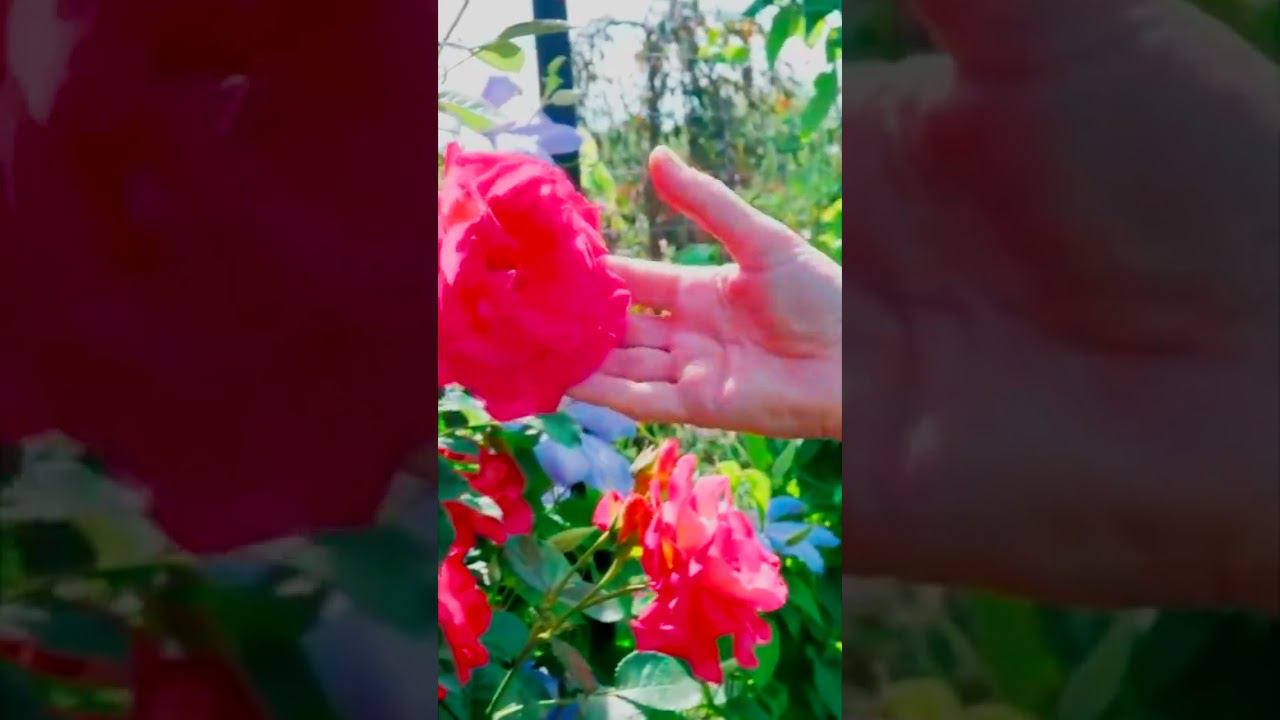 Роза Арлекин Arlequin смотреть онлайн