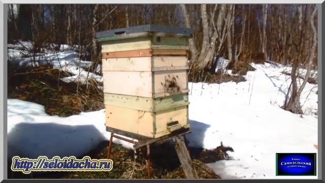 Весенняя работа на пасеке: массовый облет пчел (видеоурок). Пчеловодство для начинающих смотреть онлайн