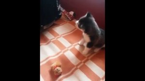 Смешной щенок хаски поет под баян