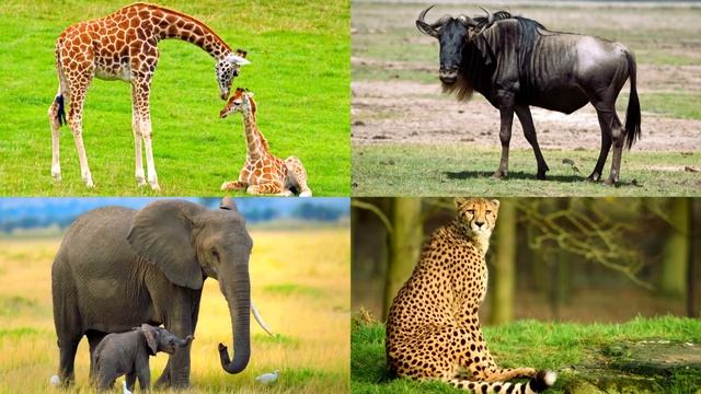 Изучаем звуки животных Африки для детей смотреть онлайн