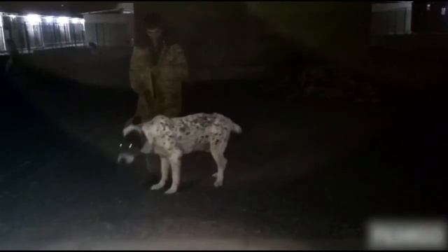 Чистокровный туркменский Алабай- Мокана / Хангаплан. / Моменты из жизни смотреть онлайн