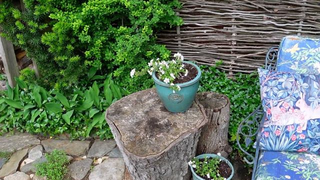 Garden color hiccups / Which ROSE bloomed first? смотреть онлайн