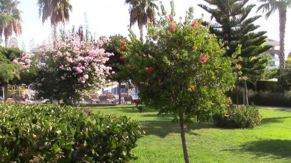 TUI Magic Life Jacaranda, территория отеля