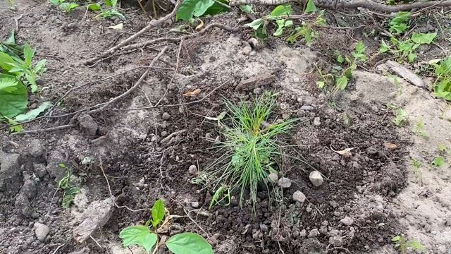 Дача. Участок после зимы. Стройка Бани. смотреть онлайн