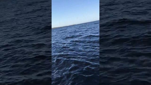 Рыбалка на белом море.Ловля трески! смотреть онлайн