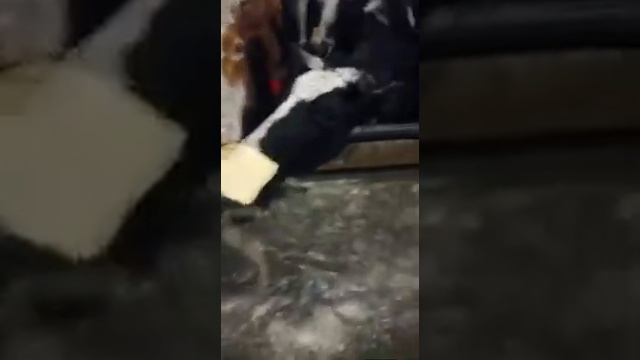 Кто смел, тот два съел:) смотреть онлайн