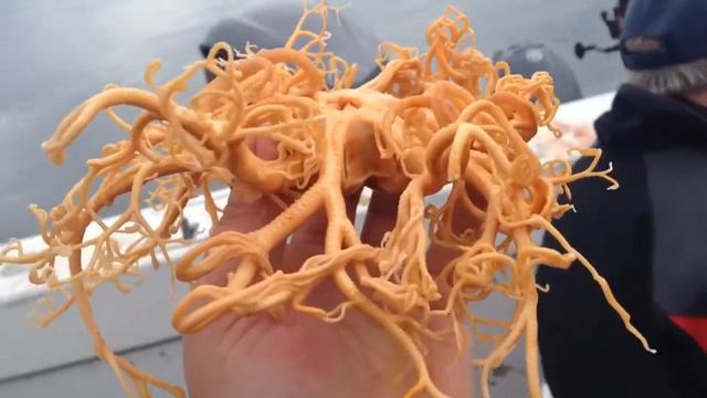 Странное существо поймали на Аляске смотреть онлайн