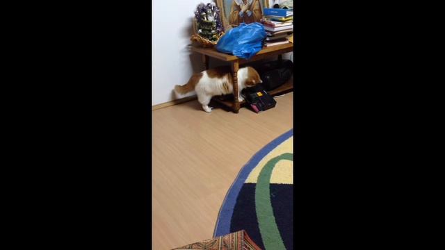 Кот в бешенстве(просто играет) смотреть онлайн