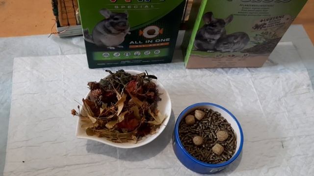 Шершуля родила. Новорожденные шиншиллята.Рацион шиншиллы мамы. смотреть онлайн