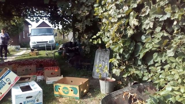 Подозрение на отравление собаки. Впечатлительным не смотреть.