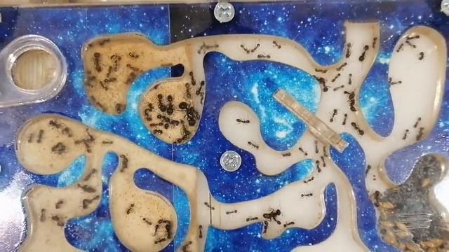 Муравьиная ферма. Жизнь муравьёв. смотреть онлайн