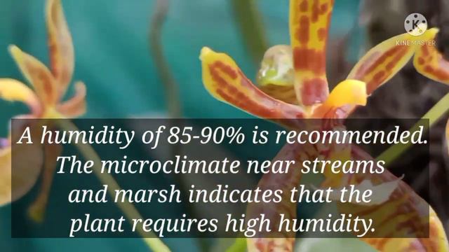 #Ankur_Orchid      Phalaenopsis Mannii Grow And Care Phalaenopsis Mannii Orchid