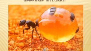 Медовые  муравьи