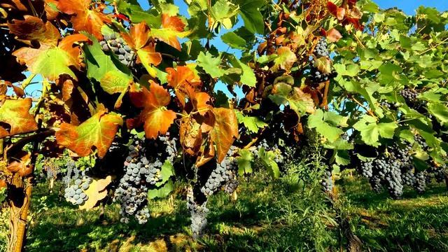 4K Атмосфера виноградника / Расслабляющие звуки природы / Успокаивающие звуки