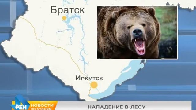 Медведь напал на женщину в окрестностях Братска смотреть онлайн