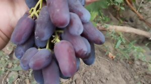 Виноград Цитадель(333),Ландыш,сеянцы новинки и др. 22 августа 2024. Виноградник Щереденкова В. А.mp4