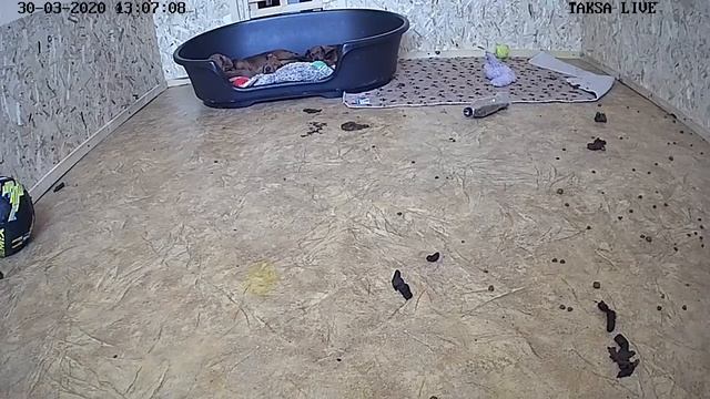 Я Такса ?DAY 54.Щенки таксы онлайн ? Dachshund puppies online смотреть онлайн