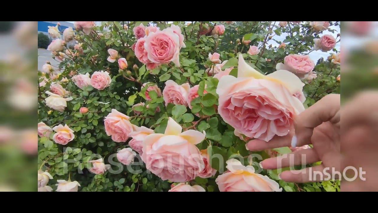 Абрахам Дэрби. Abraham Darby (Англ.) https://rosebushes.ru/shop/UID_51915801.html смотреть онлайн