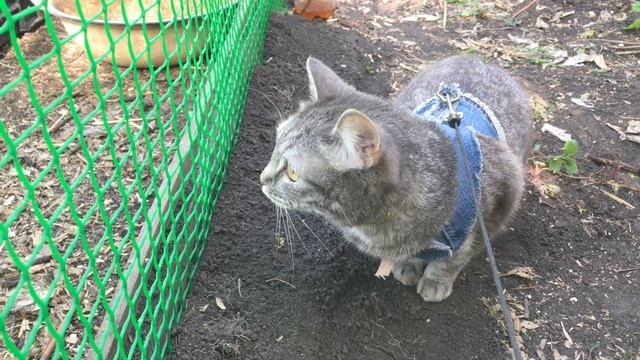 Реакция домашней кошки на куриц смотреть онлайн