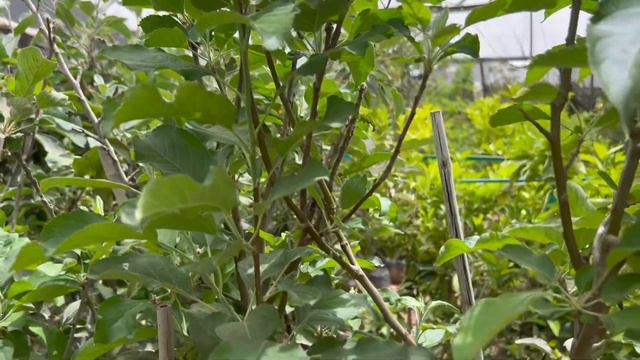 МАГАЗИН ЦВЕТОВ @ms.Birkin смотреть онлайн