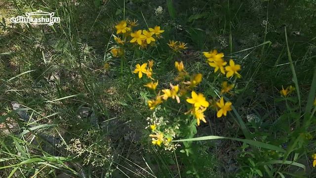 Успейте собрать это в июле! Какие травы я заготавливаю на зиму для вкусного и ароматного чая.☘? смотреть онлайн