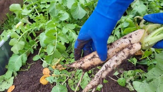 КАК храню КАПУСТУ зимой Собираю дайкон и РЕДИСКУ