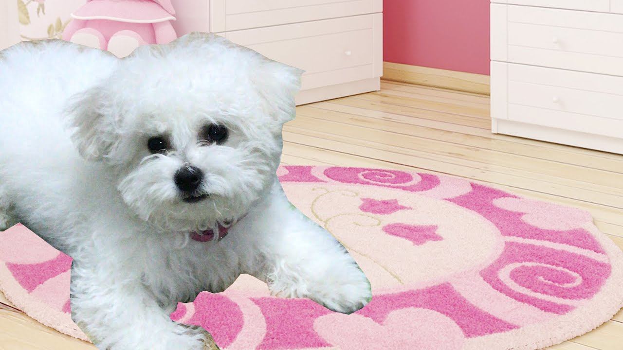 Забавный щенок Как вам Ляля? #shorts смотреть онлайн